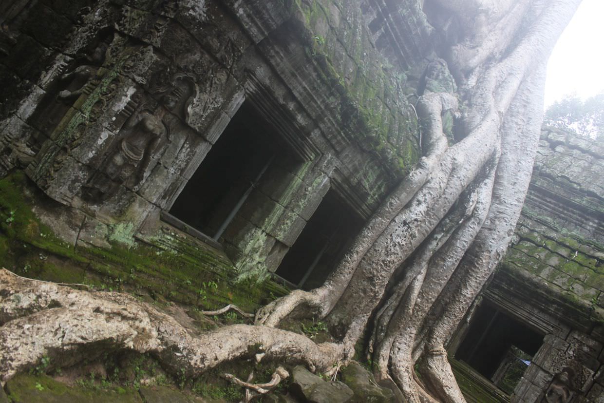Famous, sprawling tree roots at Ta Prohm