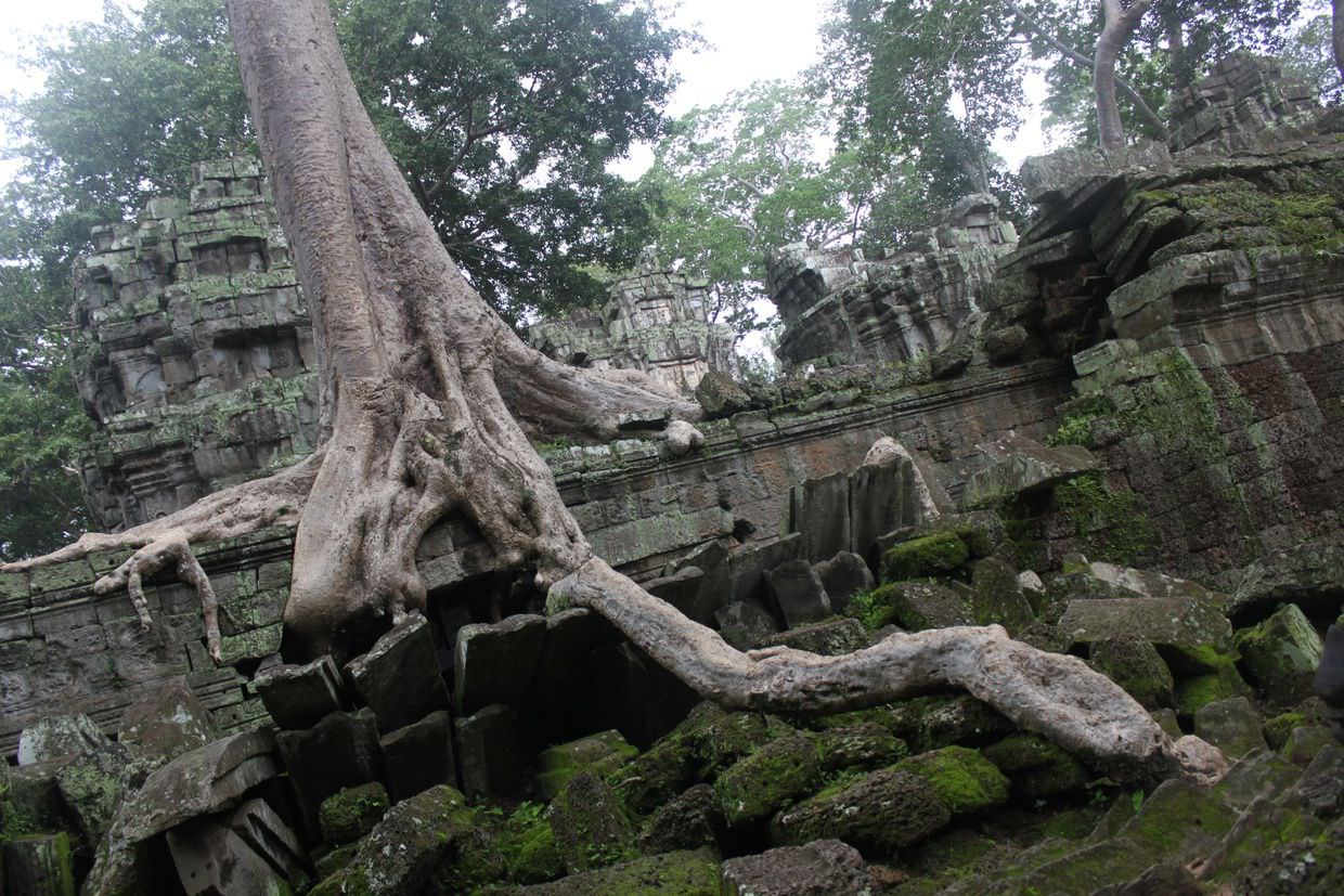Enormous, sprawling tree roots