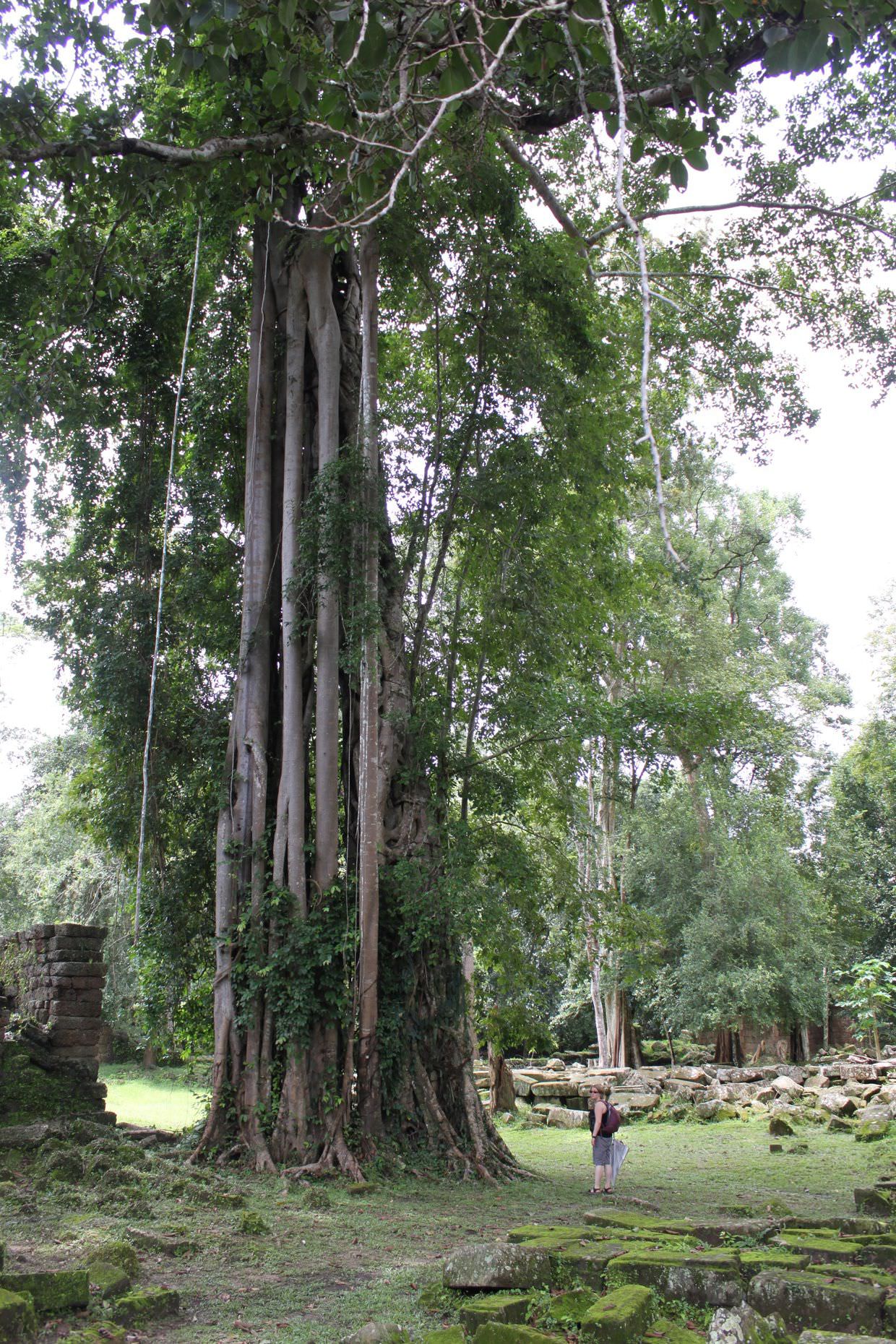 Another giant tree