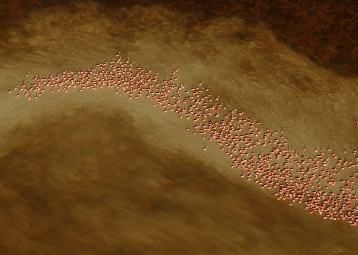 A swirl of Flamingos. © Karl Nigge