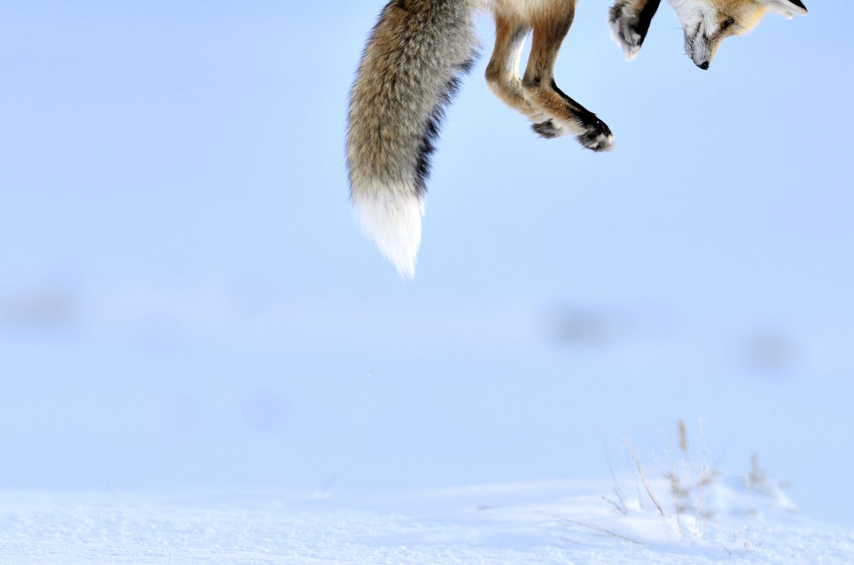 Pouncing fox. © Richard Peters