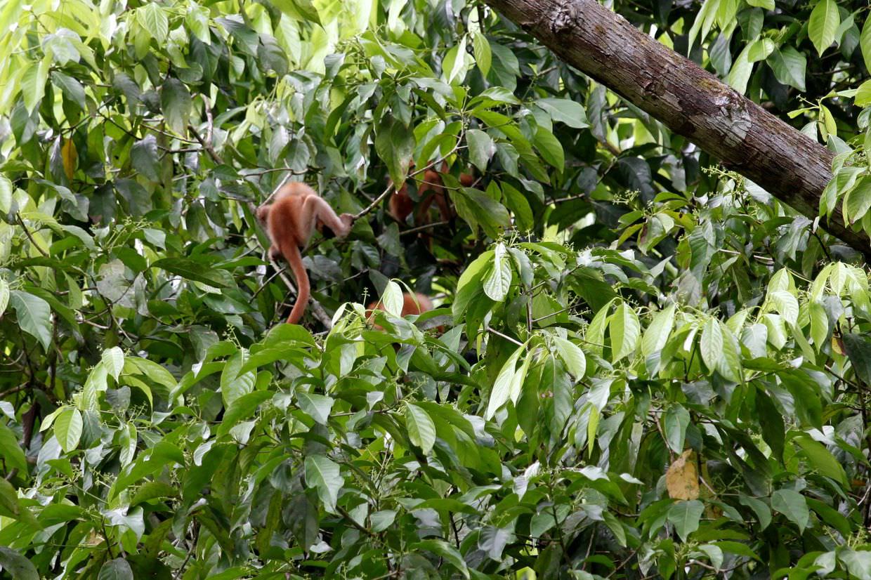 Playful red leaf monkeys