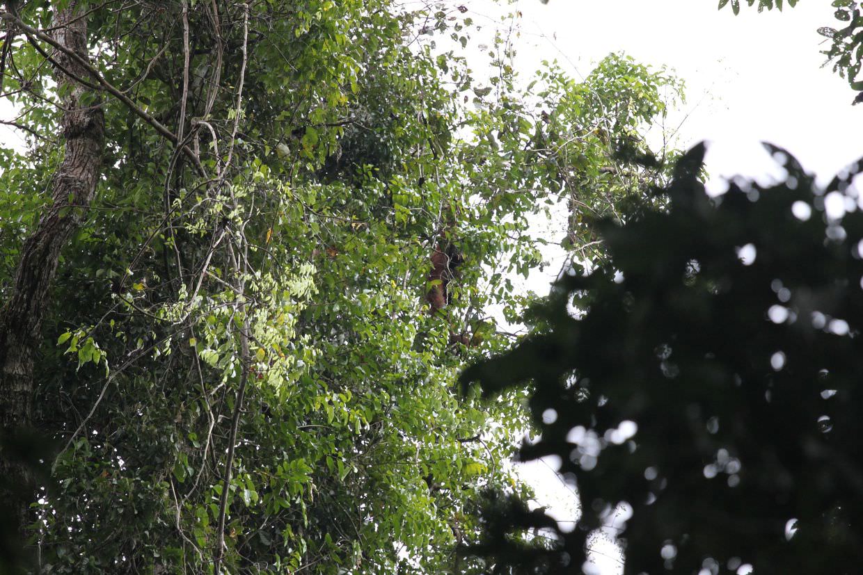 Can you see the orang-utan?