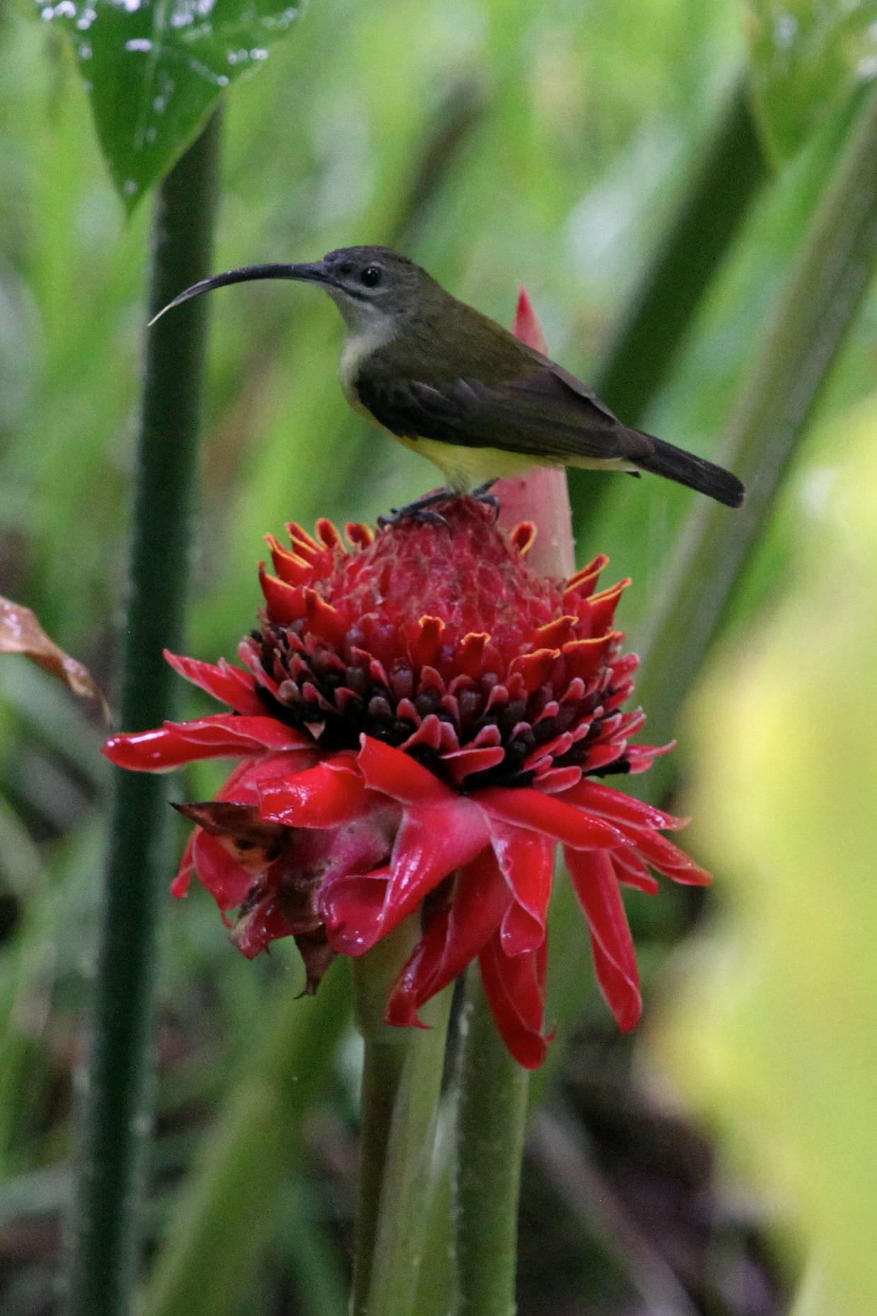 Little spiderhunter feeding on a wild ginger flower