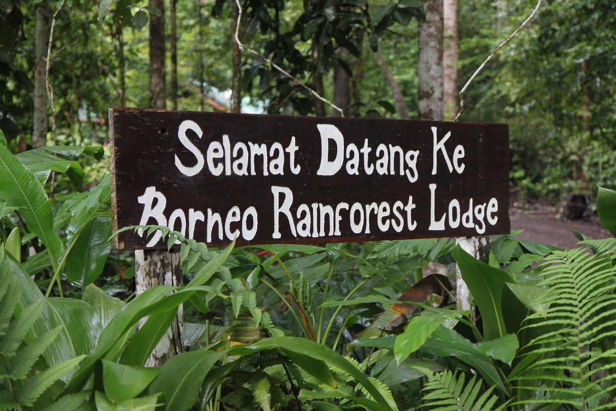 Welcome to the rainforest lodge