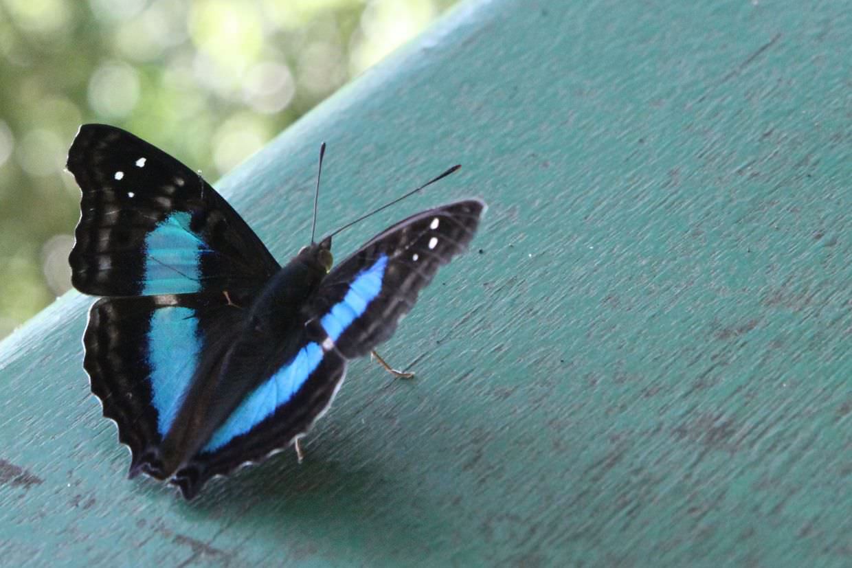 Richard’s Blue Morpho butterfly
