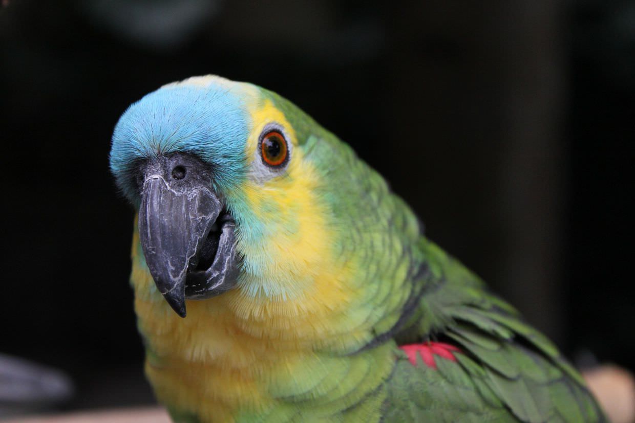 Pet parrot at Eliconial hotel