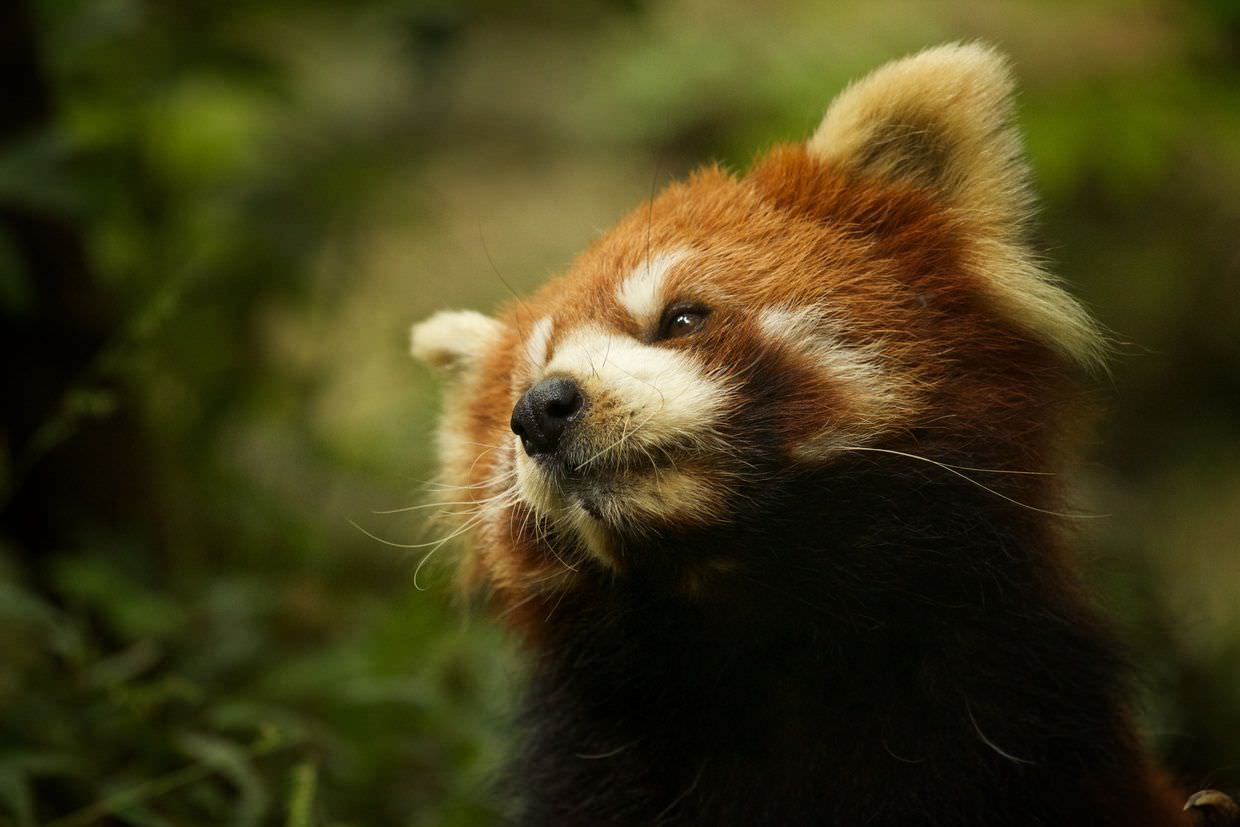Red panda looking up from his morning stroll