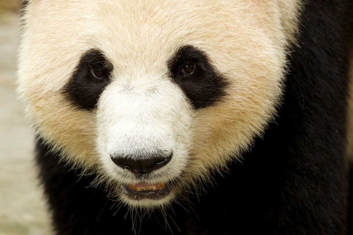 Adult giant panda on the move