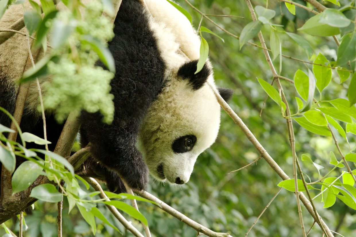 One year-old panda in the treetops