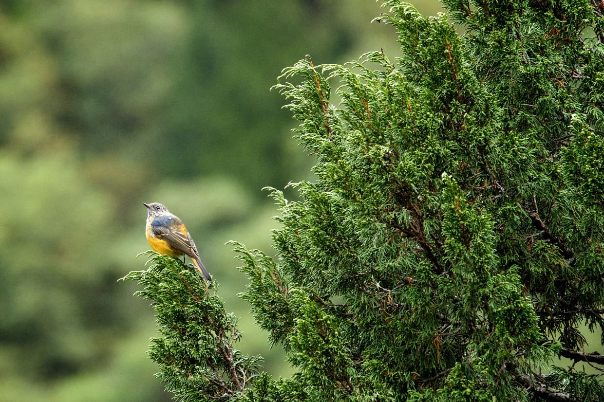 Songbird in the treetops