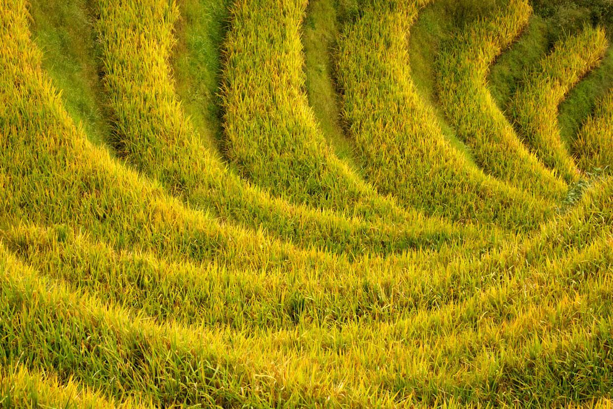 Longsheng rice terraces in autumn