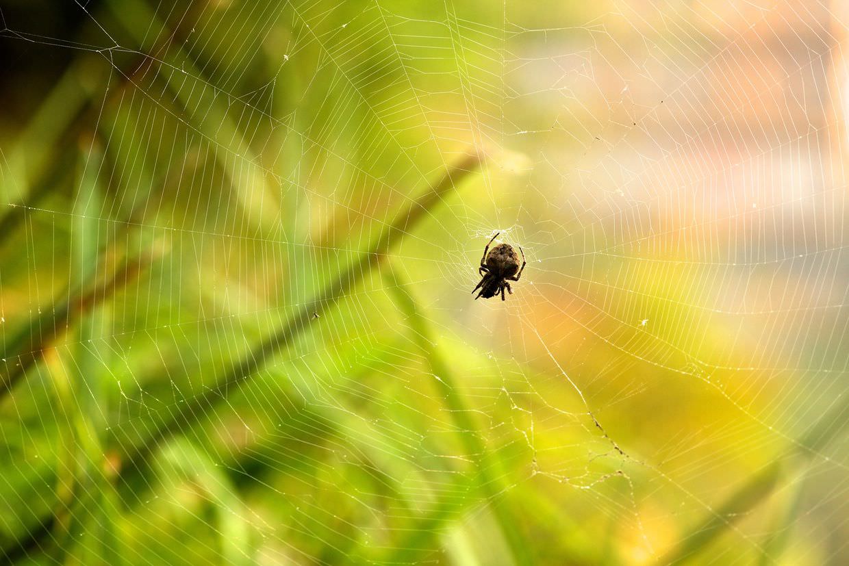 A spider on the route out of town