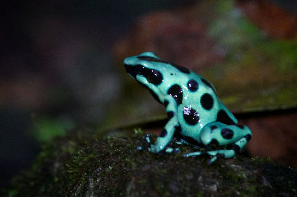 Black-and-green poison dart frog