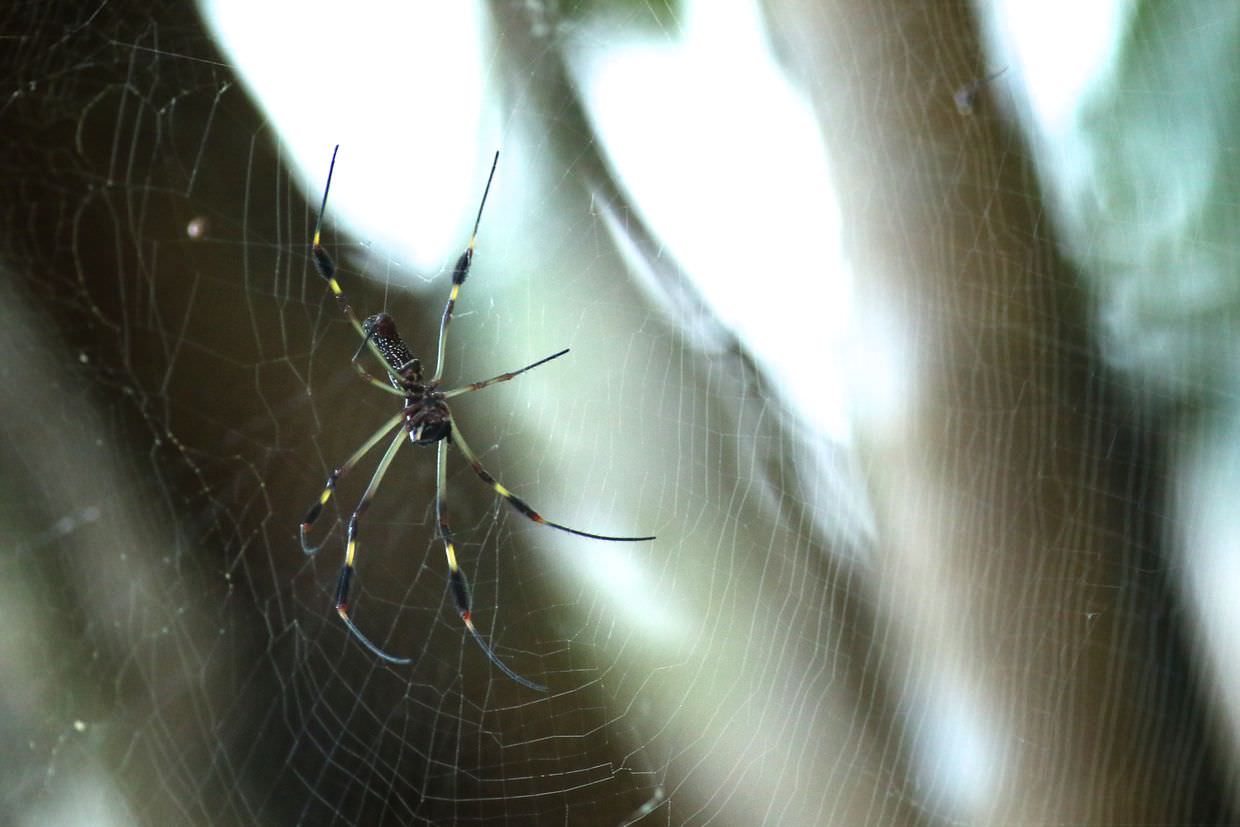 Orb weaver spider