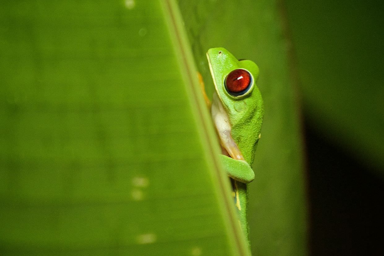 Red-eyed tree frog by Paul