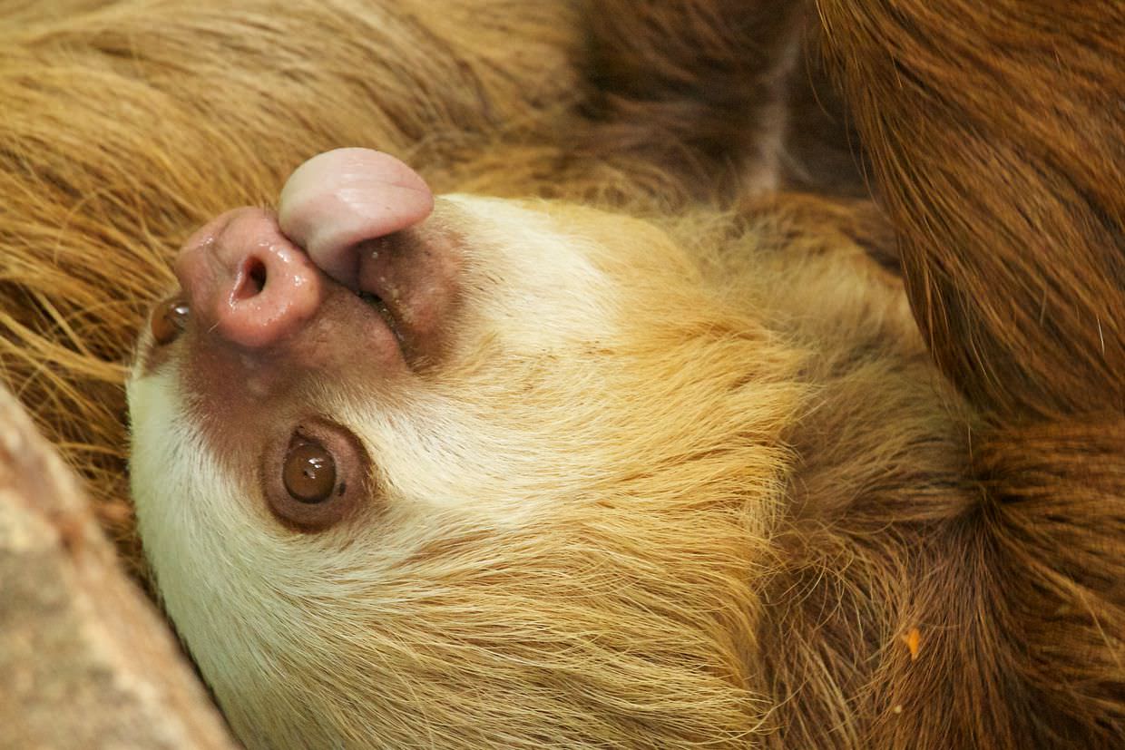 Two-toed sloth