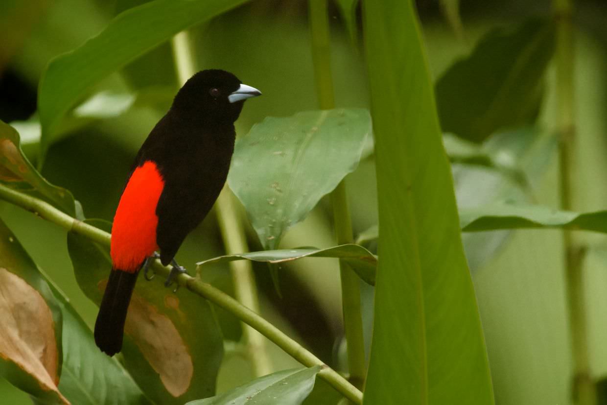 Cherrie’s Tanager