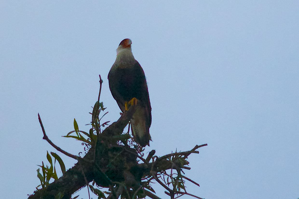 Crested caracara