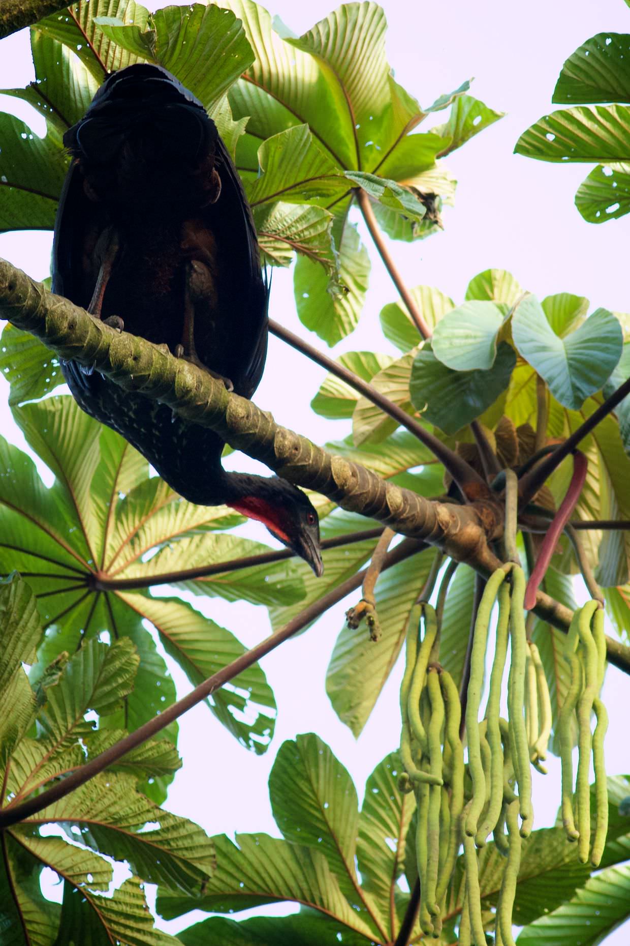 Crested guan