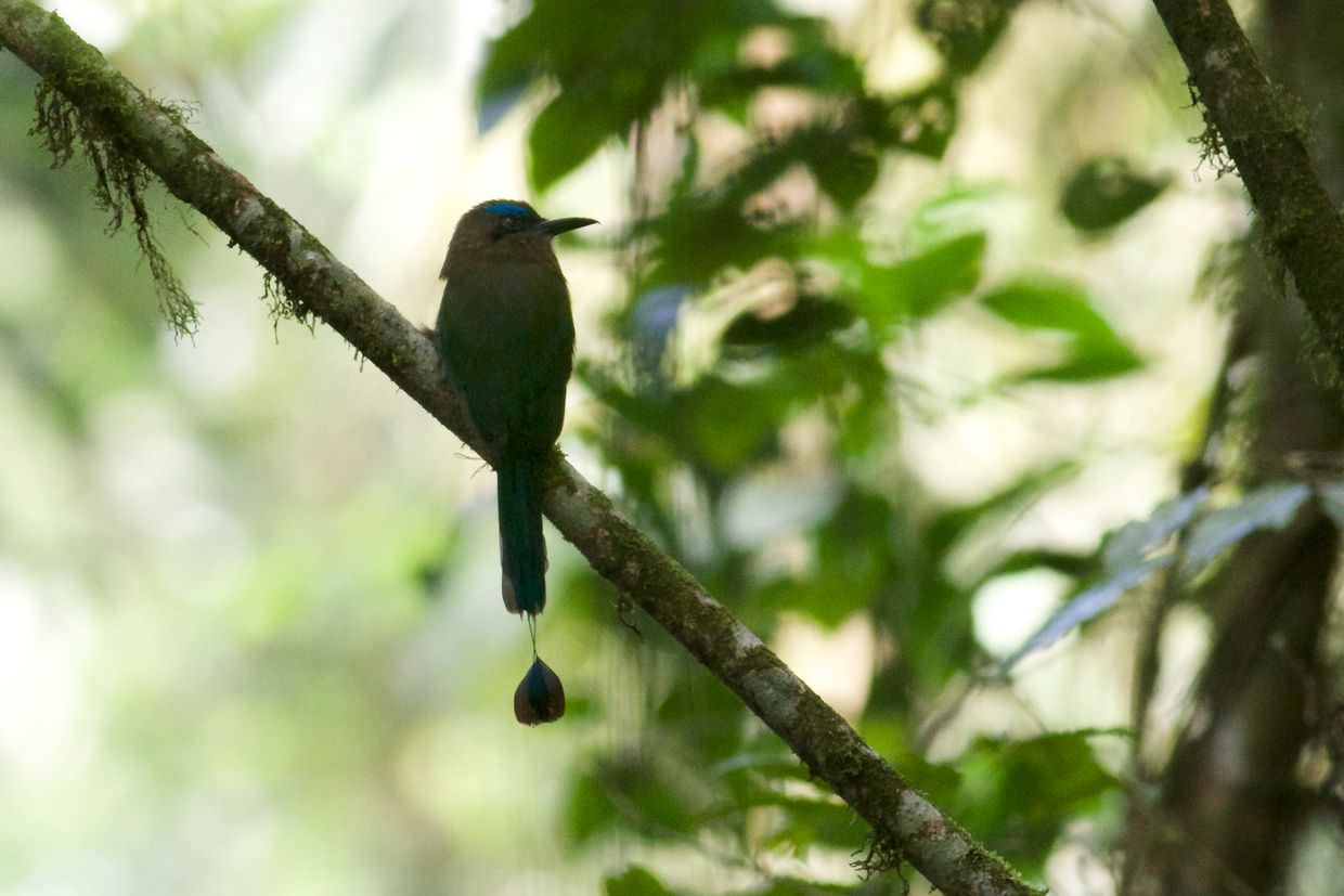 A quick and fortunate capture of the rare keel-billed motmot.Note the blue eyebrows.