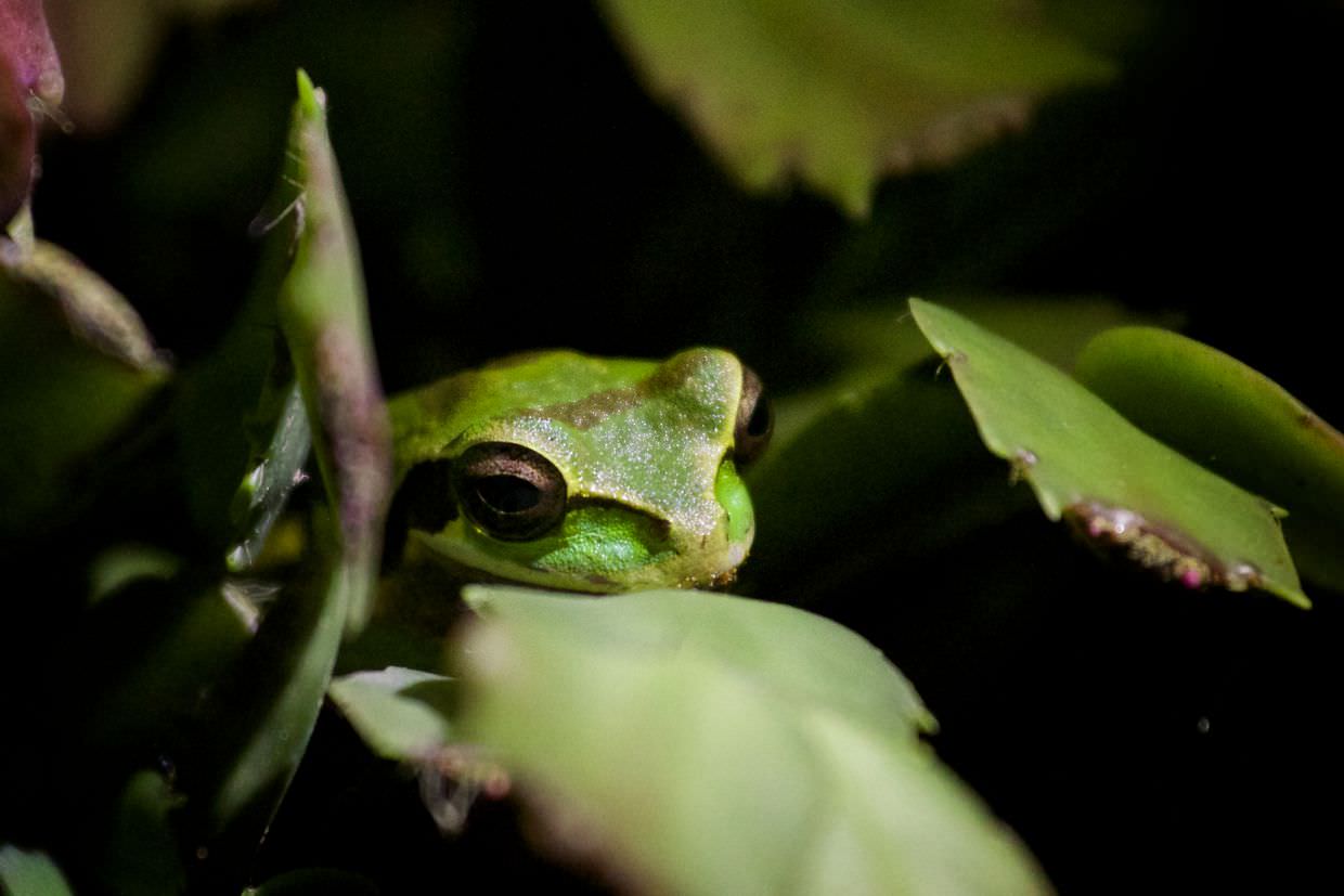New Granada cross-banded tree frog