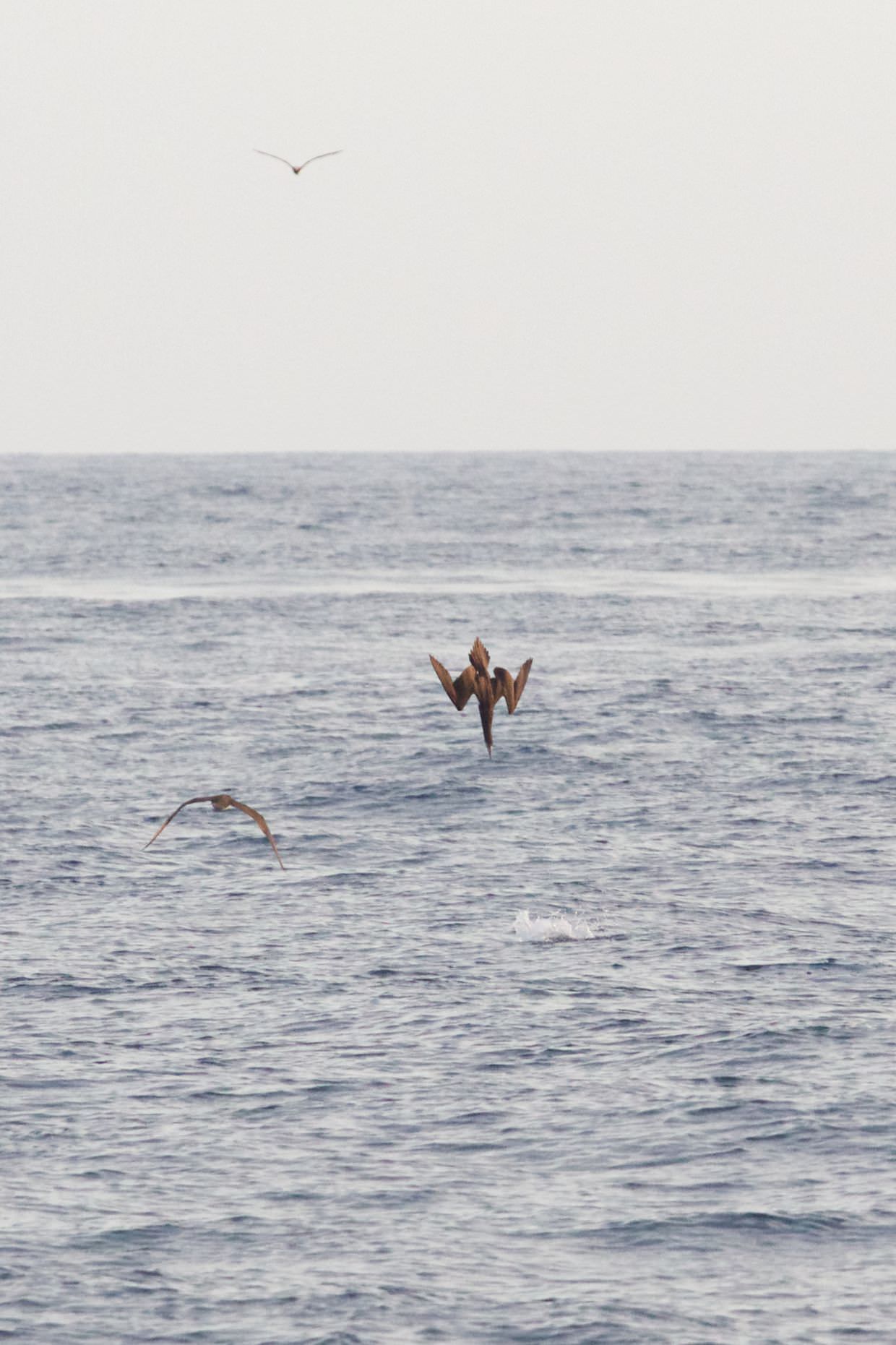 Diving brown booby