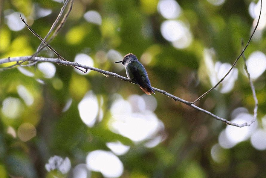 Violet headed hummingbird