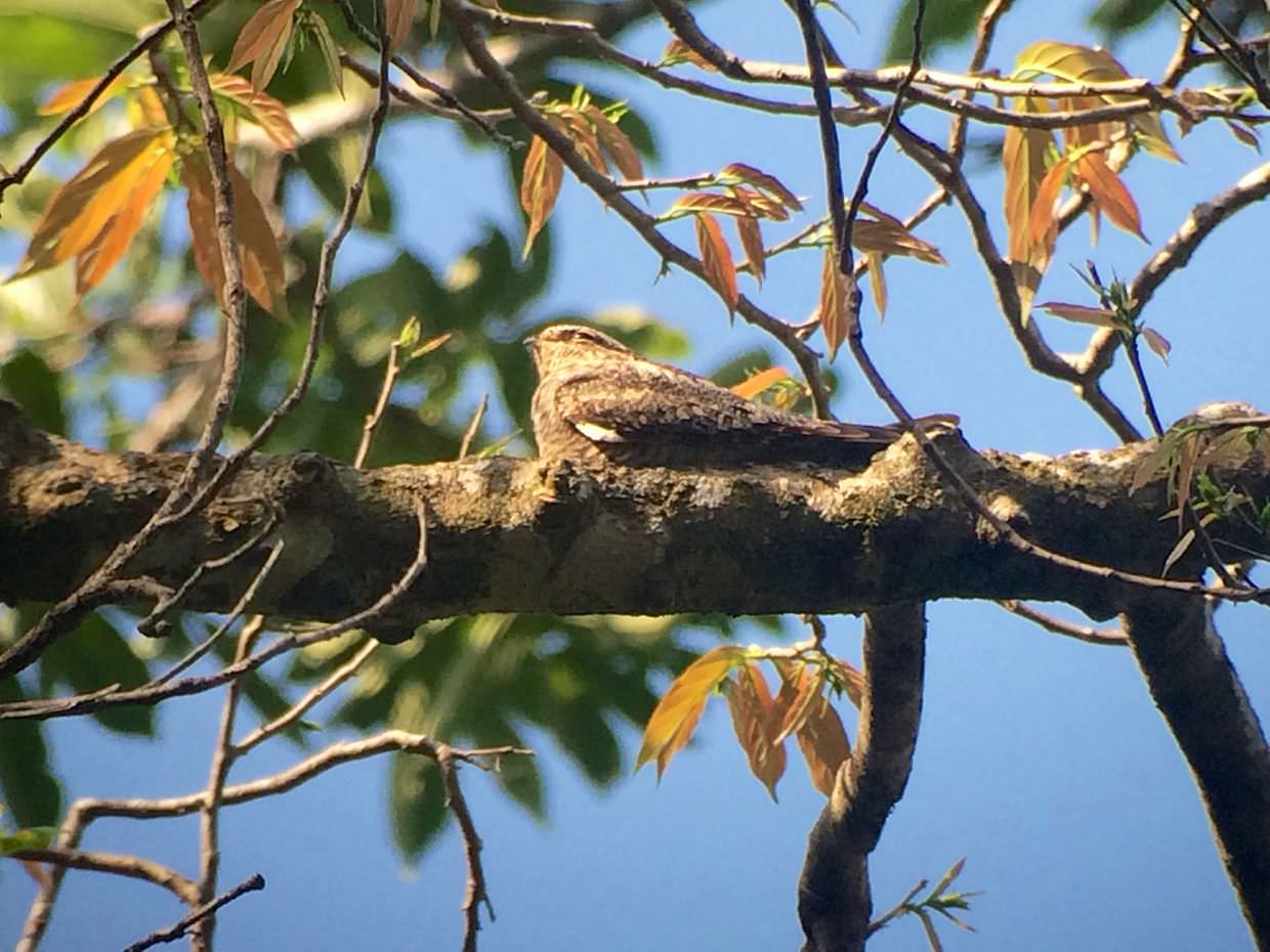 I think this is a lesser nighthawk (by the white tip on its wing) (Phone shot through scope)