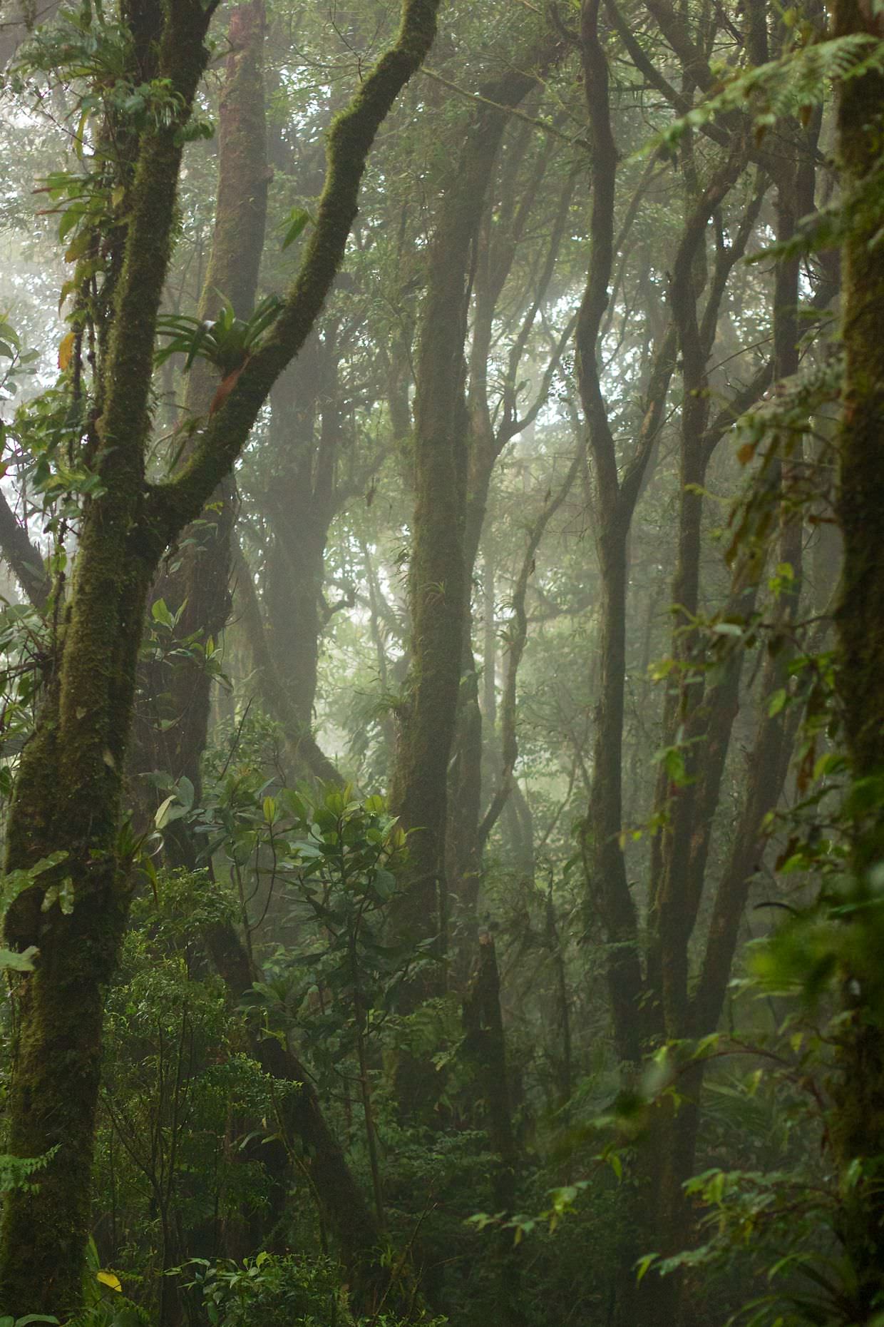 The magical cloud forest