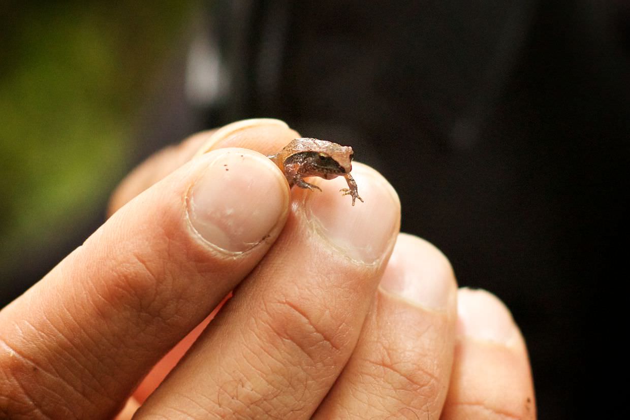 Tiny Dink frog