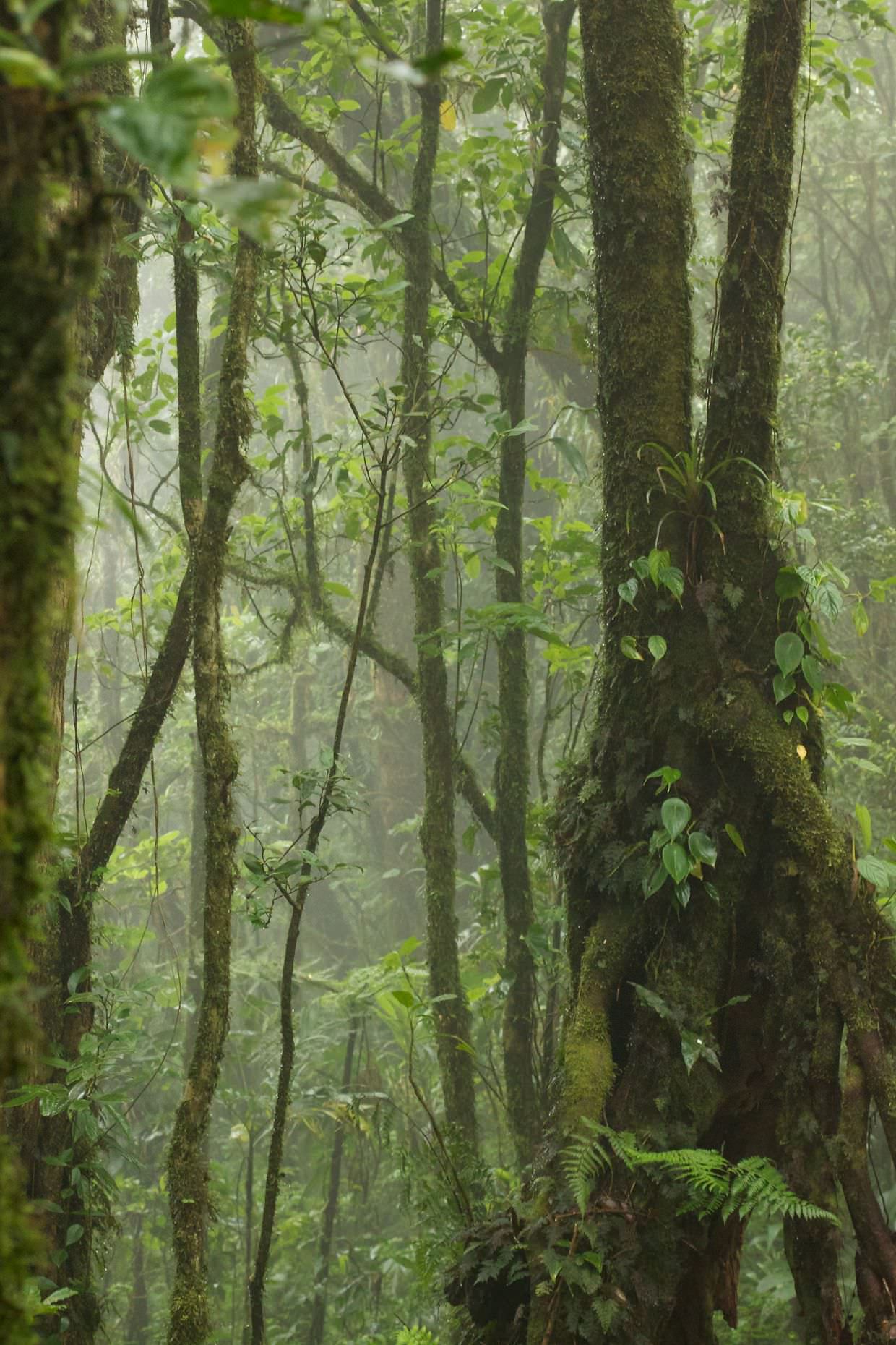 Epiphytes on a tree trunk – see the ferns, the orchids, the mosses