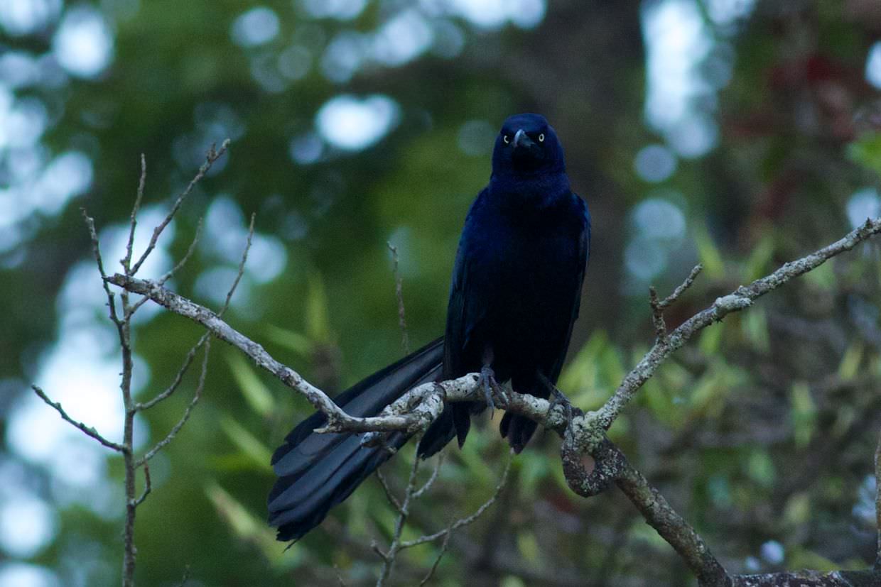Look at the eyes on this great-tailed grackle