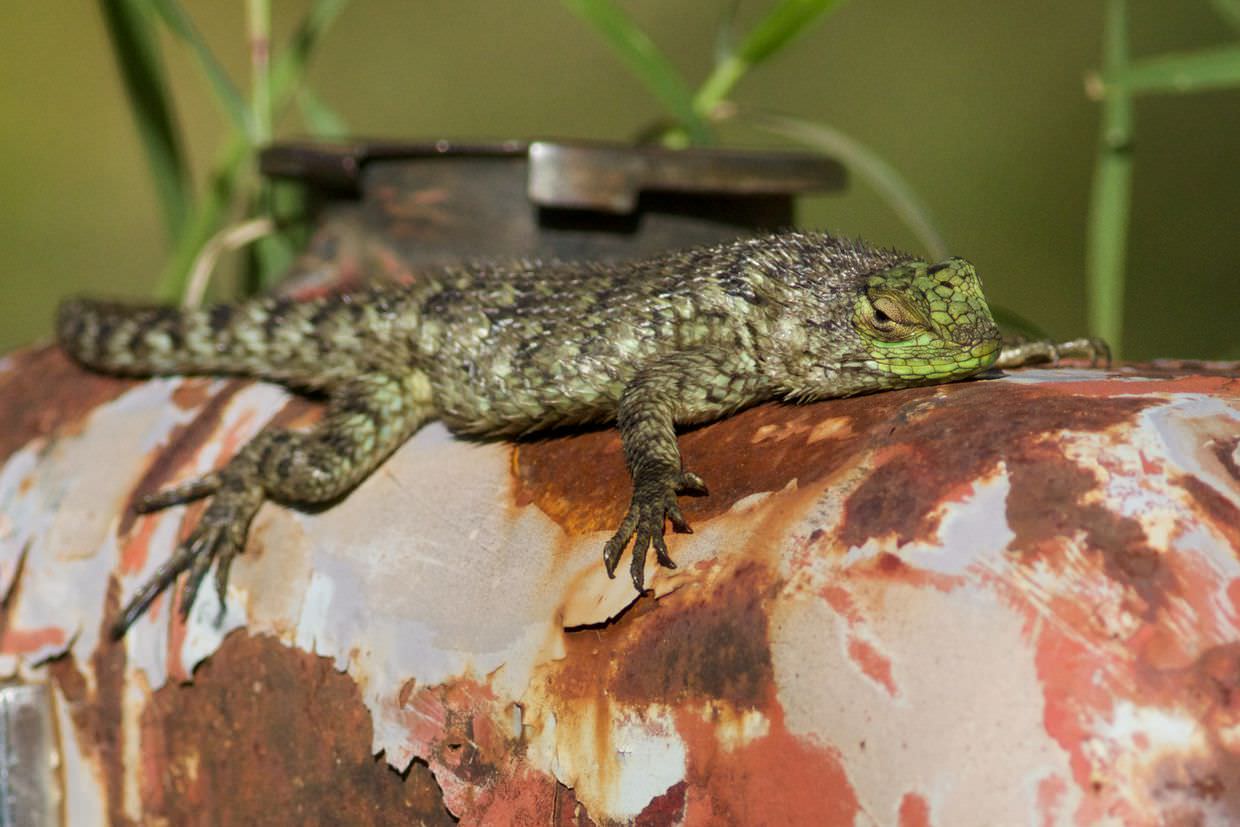 Green spiny lizard warming up in the early morning sun