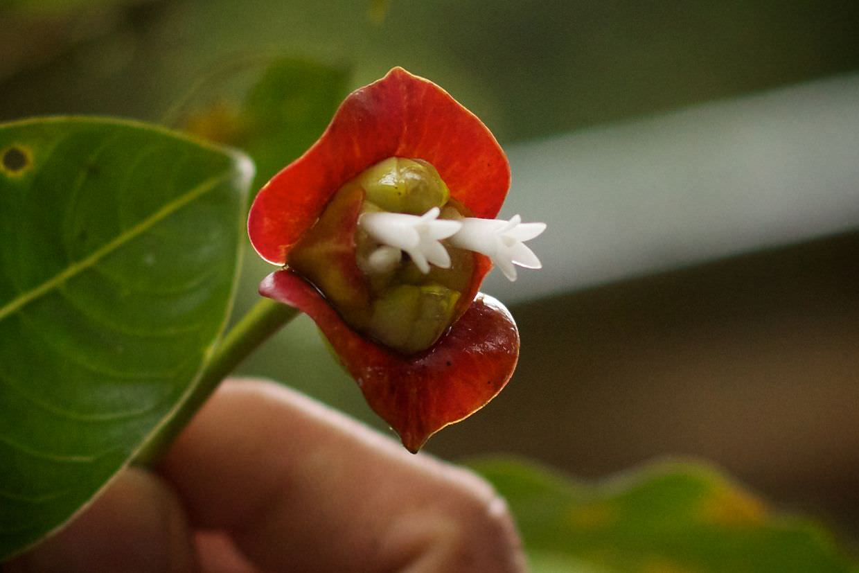 The pouting “hot lips” flower (psychotria elata)