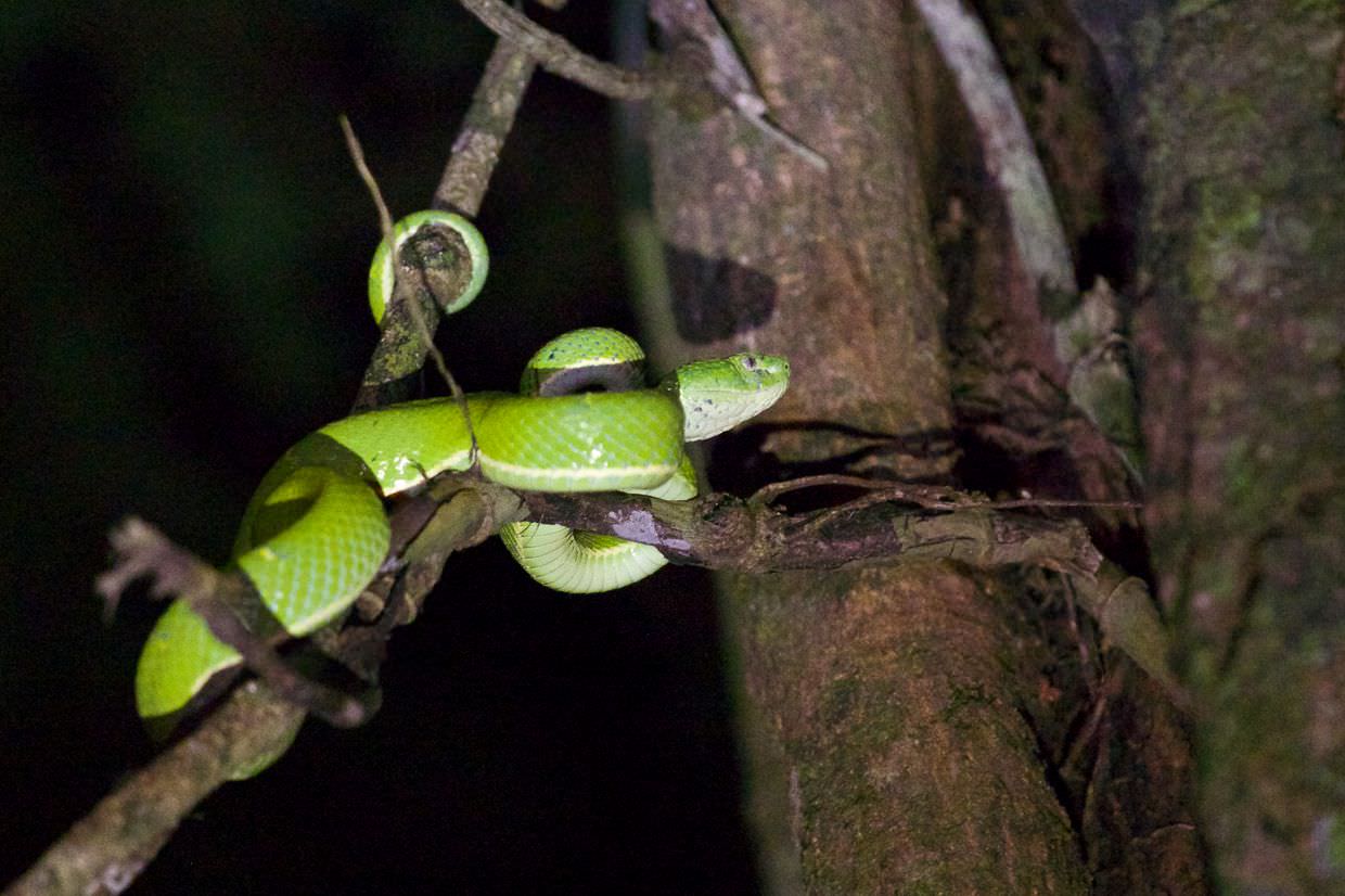 Side-striped pit viper