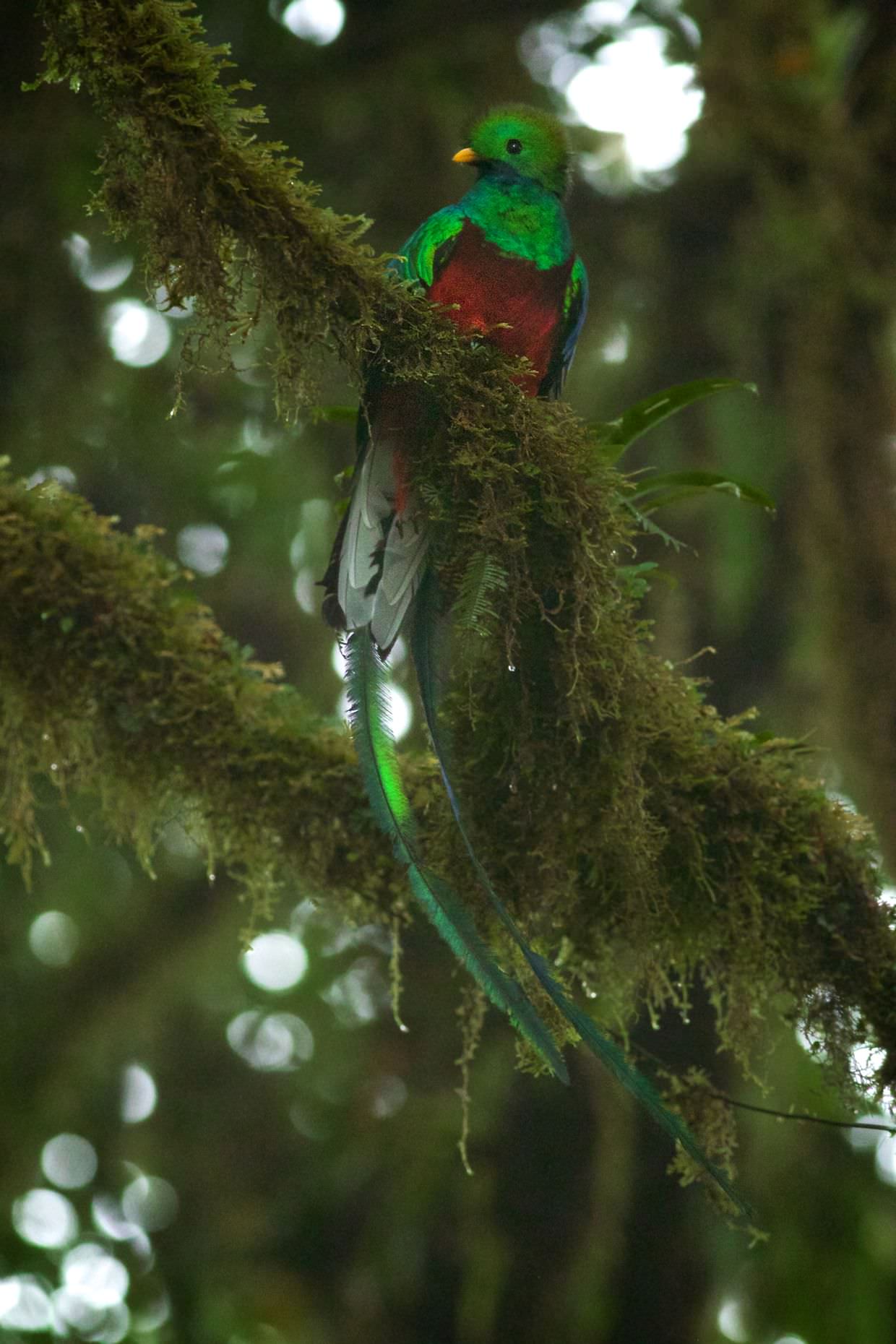 The magnificent resplendent quetzal