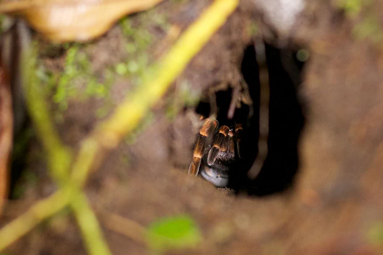 Tarantula waiting in her lair