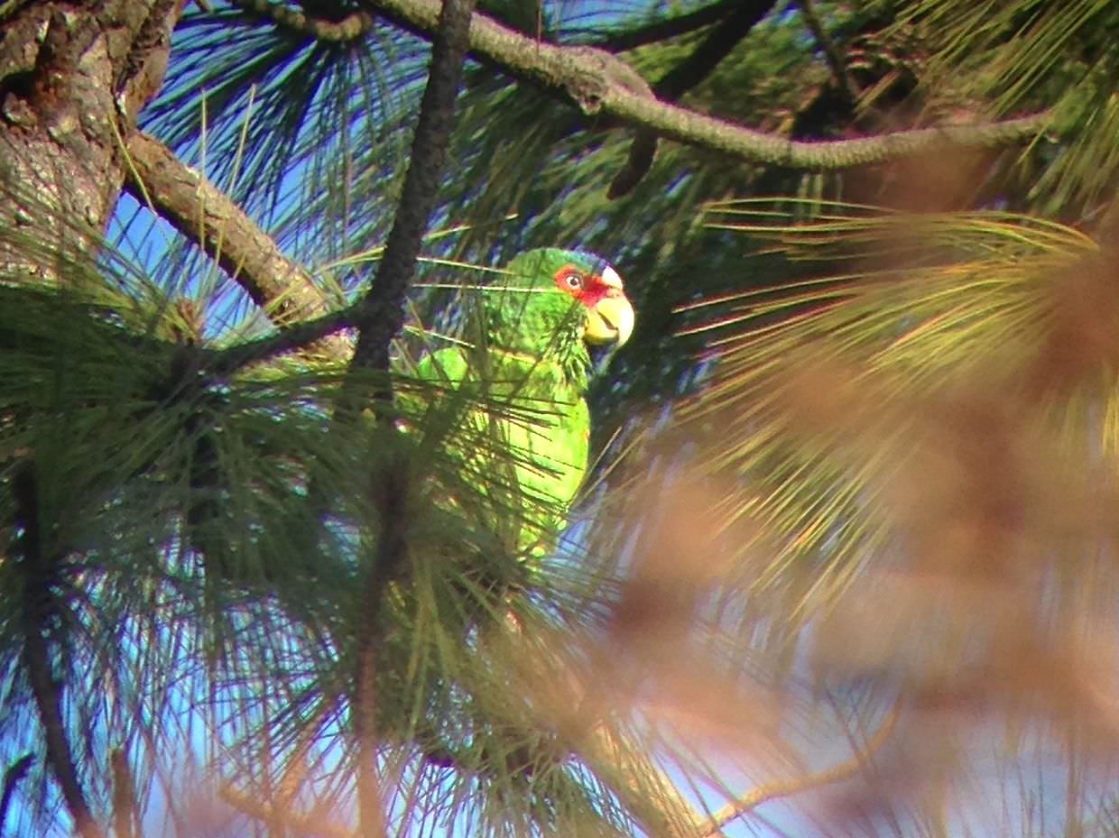 White-fronted parrot, a phone-shot taken through the scope
