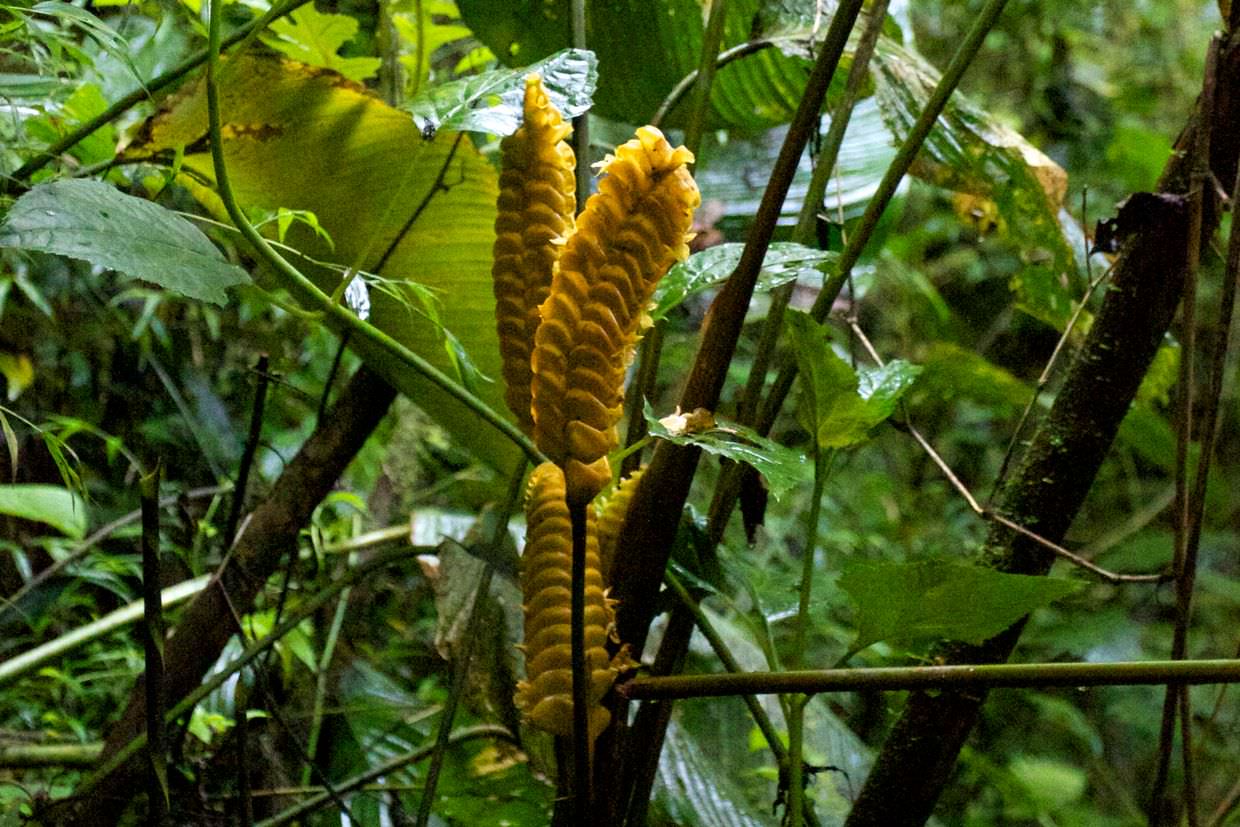 Yellow rattlesnake plant