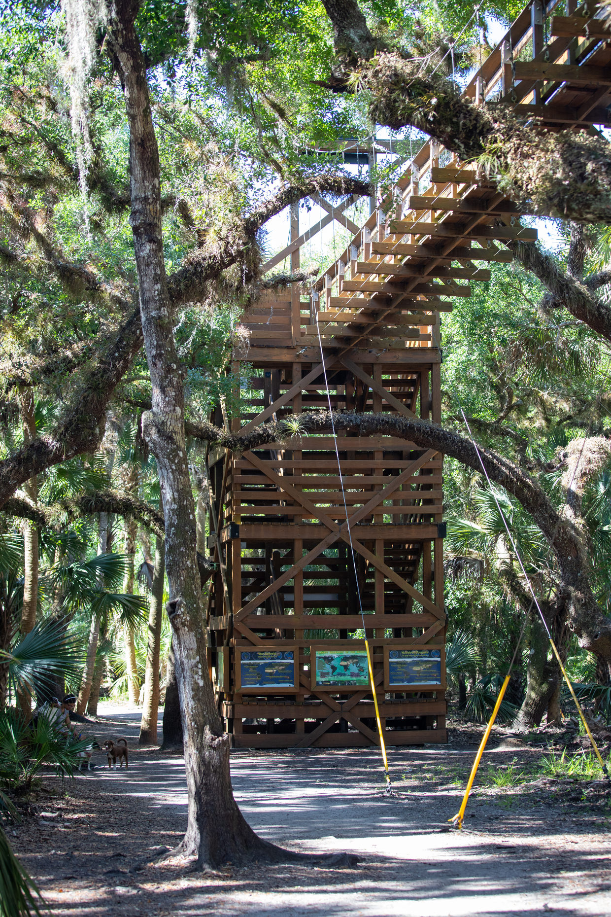 The canopy walk