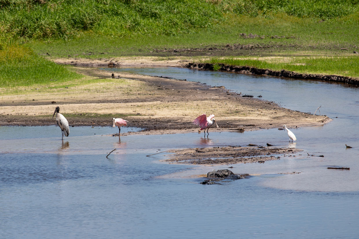 A gator, a crane, a stork and two roseate spoonbills