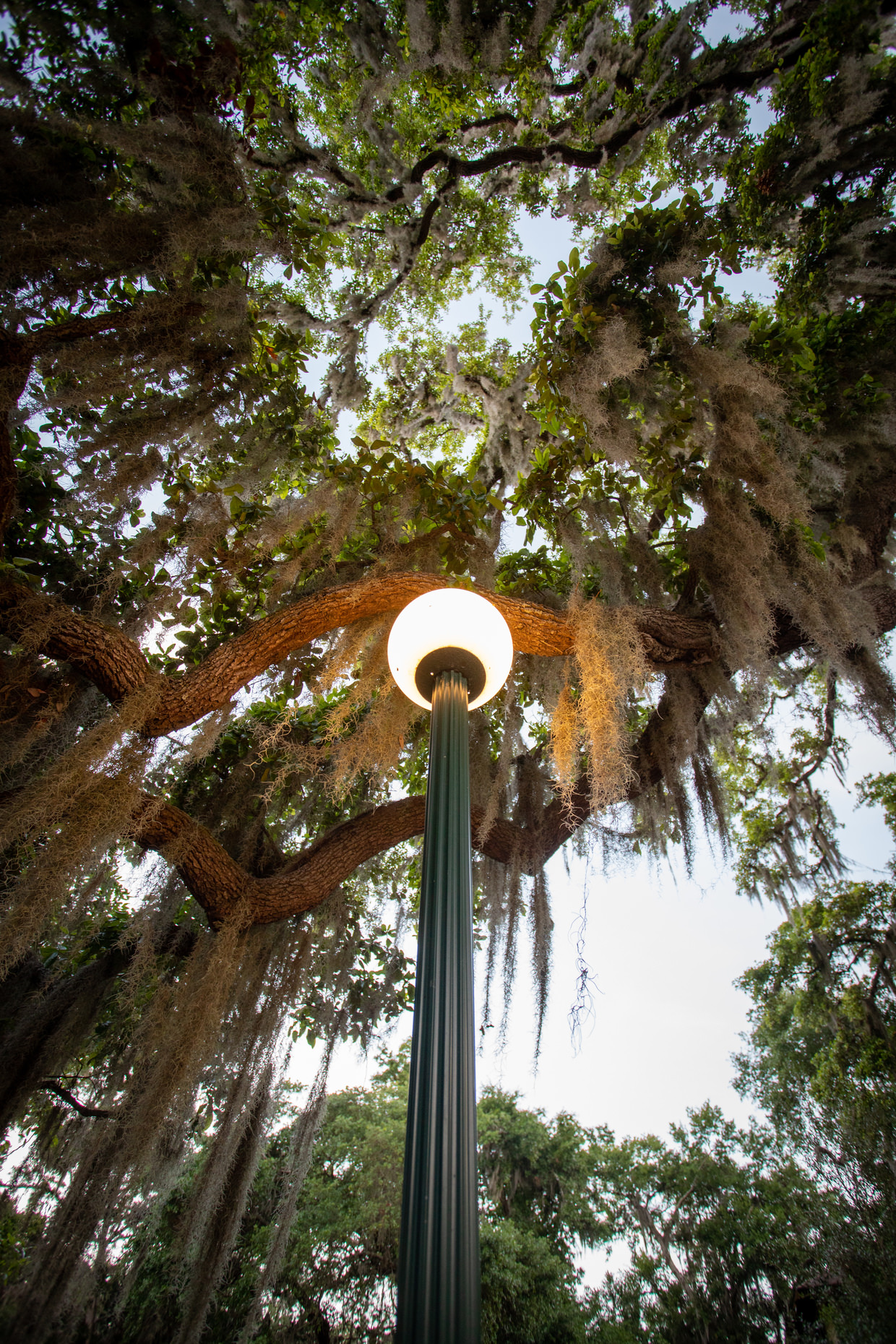 A walk beneath old spanish moss