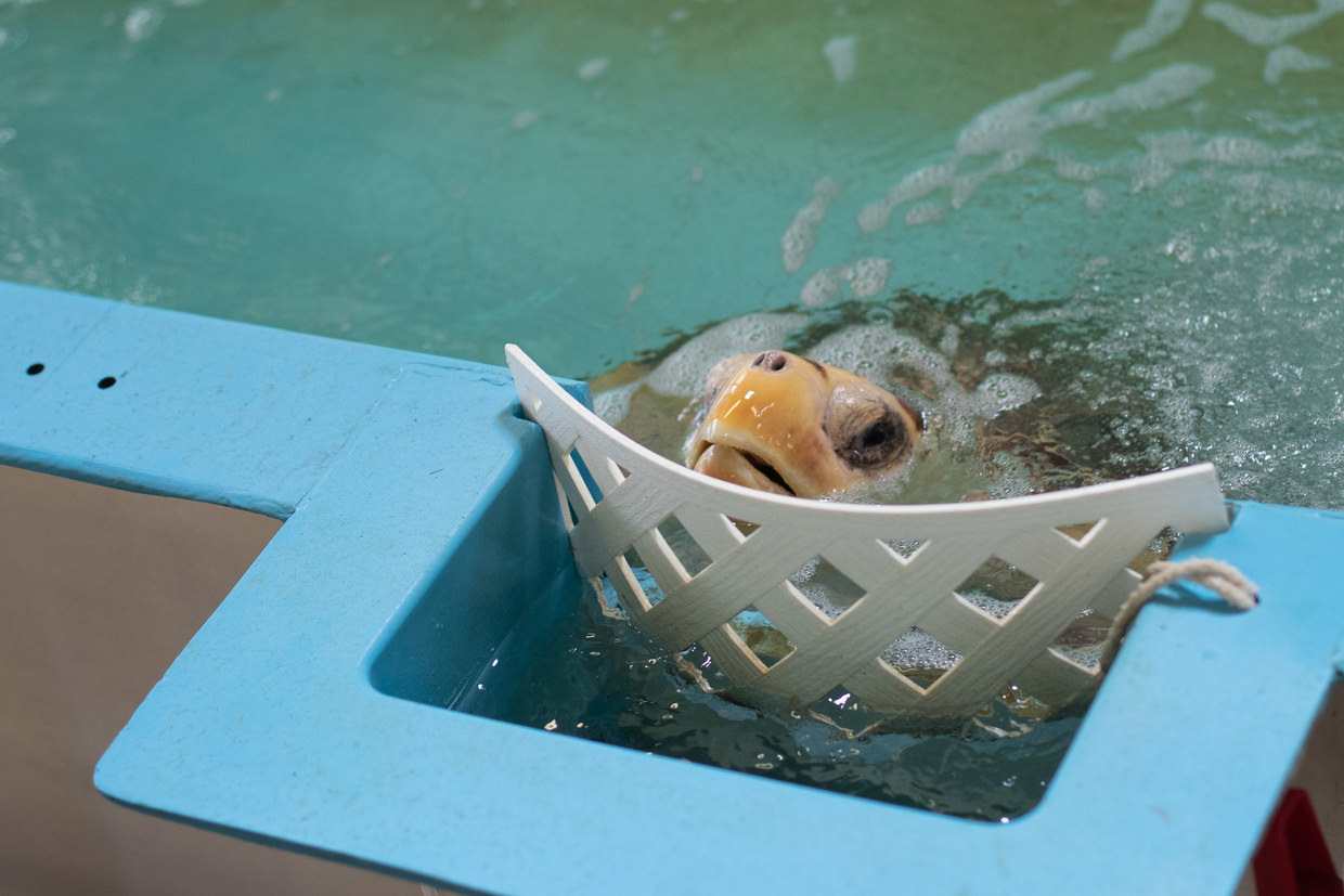 A rescued green turtle