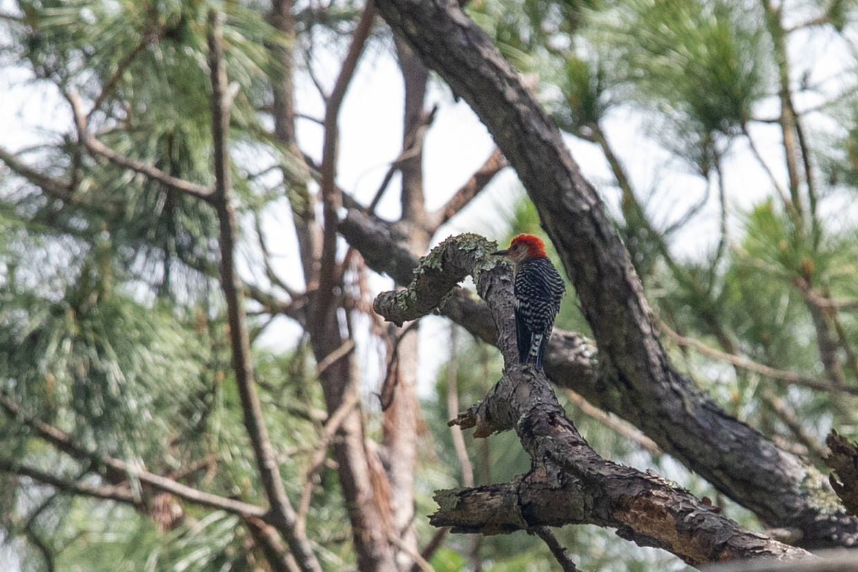 Woodpecker spotted on the Tupelo trail