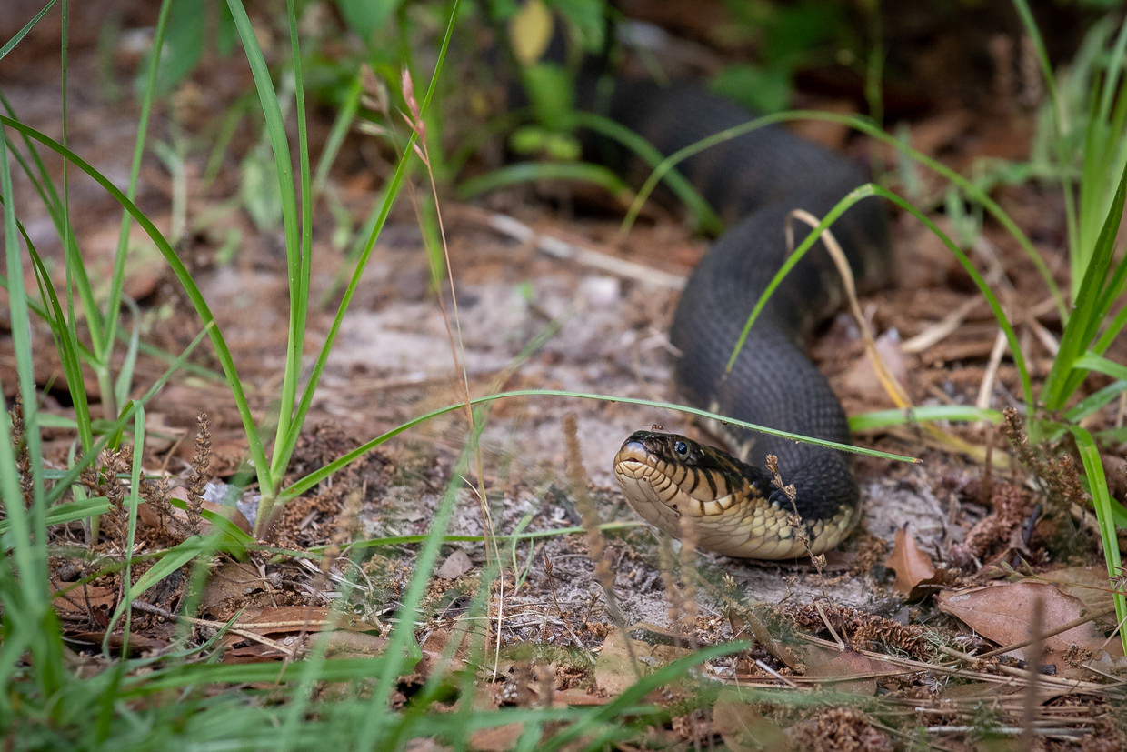 Adult banded water snake