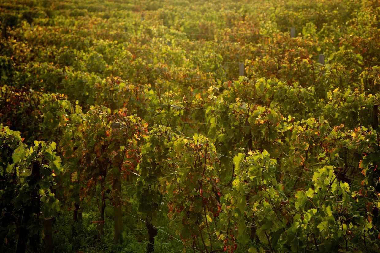Autumnal French vineyards