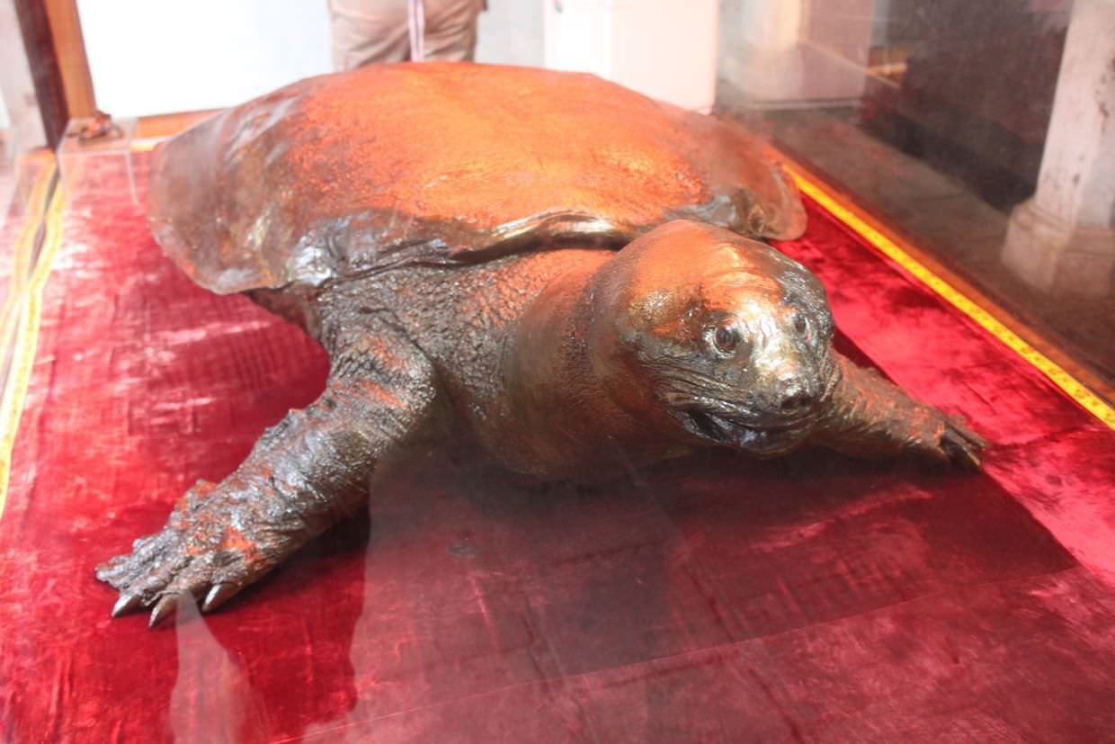 A bronze plated giant stuffed turtle, legend of the lake