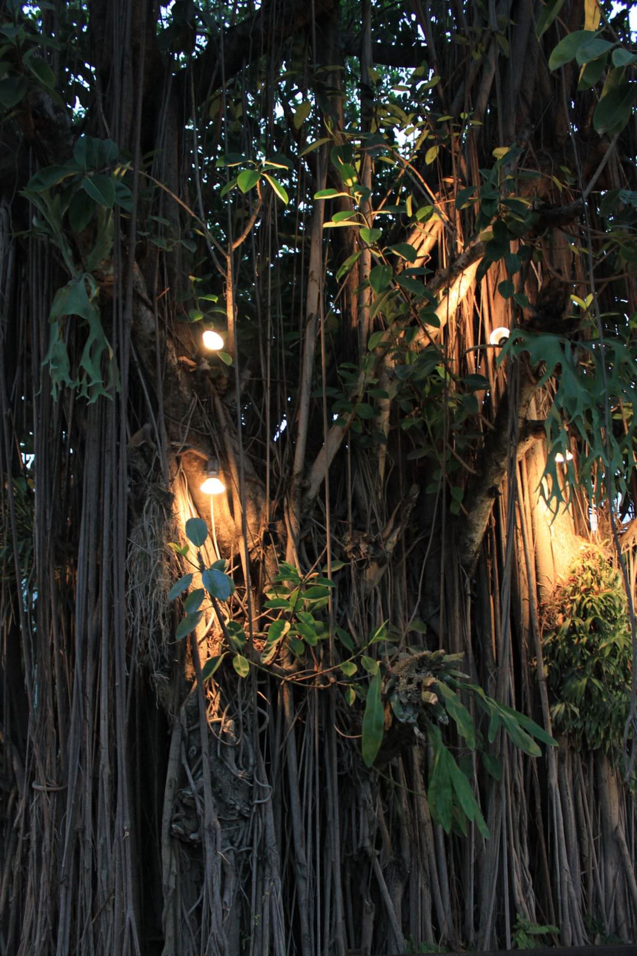 Banyan tree at Rimping Village