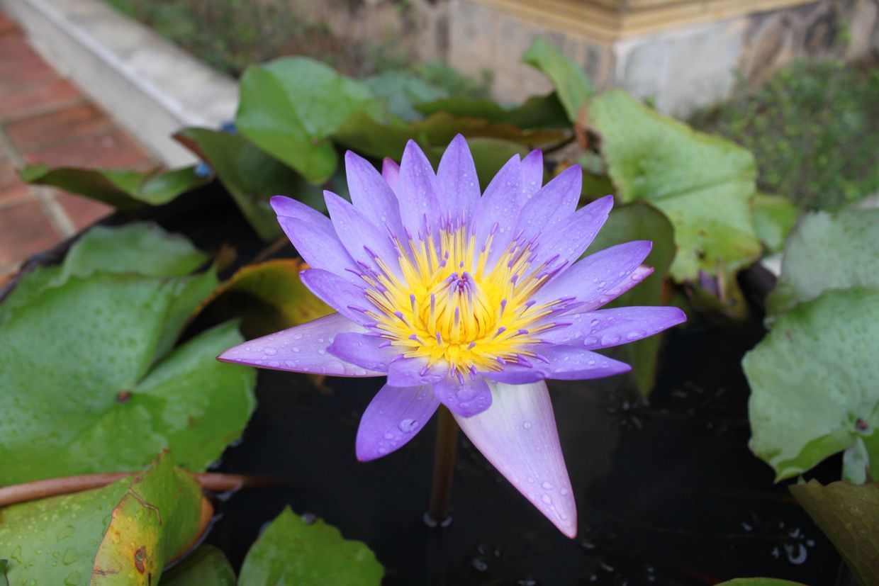 A water lily outside the cafe
